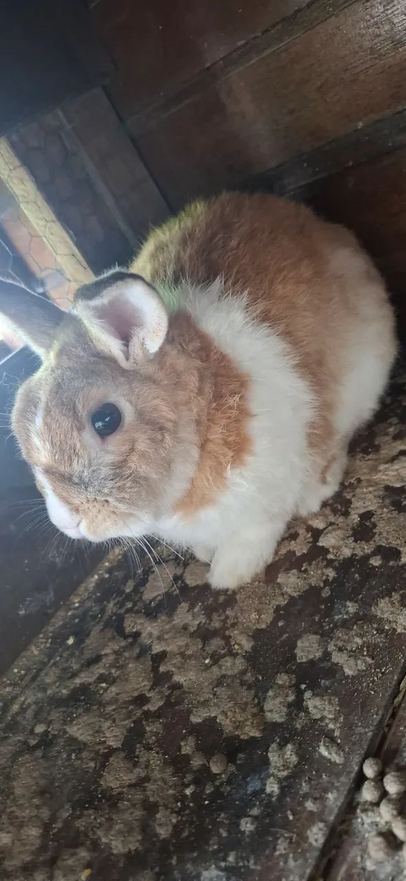 Coelho-comum macho - Foto 5