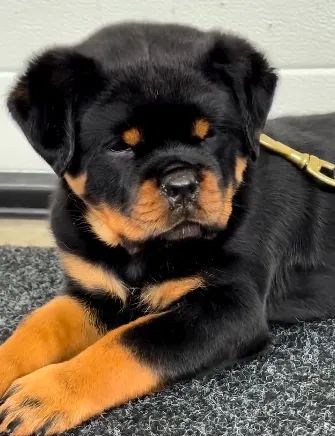 ROTTWEILER FILHOTES