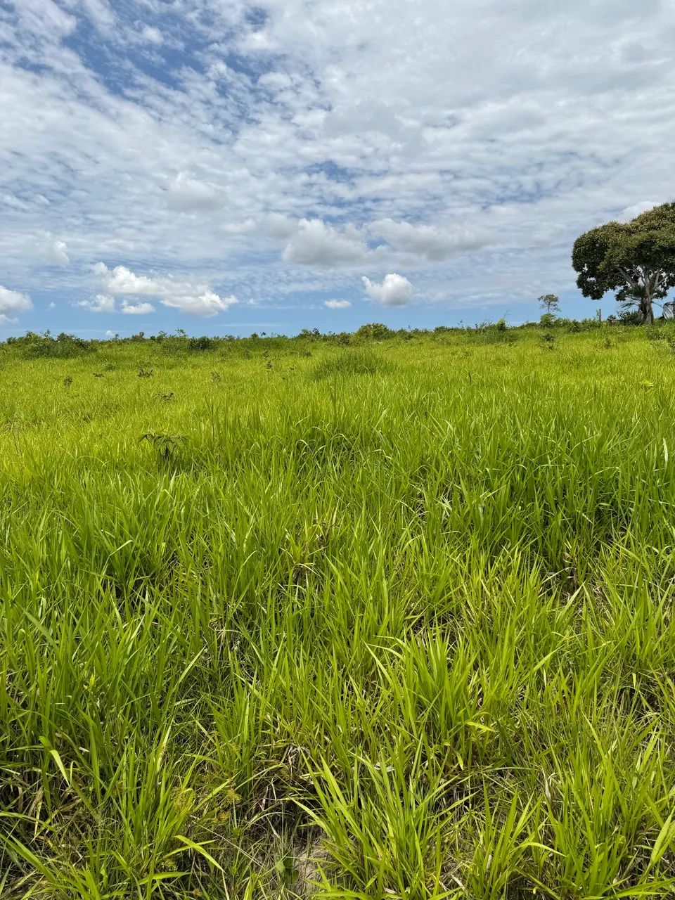 Fazenda norte minas próximo a urucuia e Pintopolis