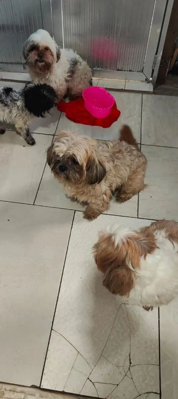 Shih tzu 