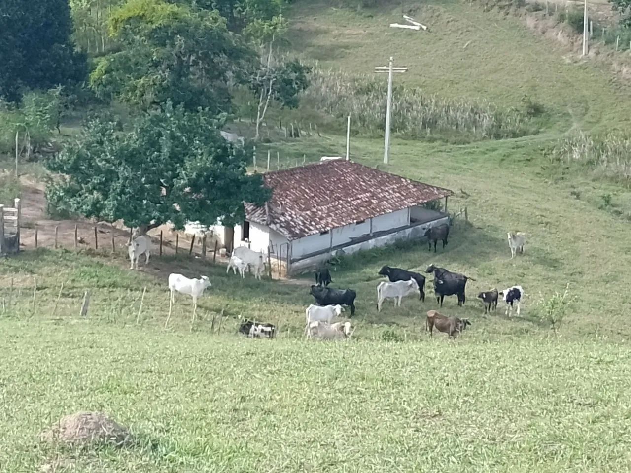 Vende-se sítio 17 hectares 300.000 - Foto 3