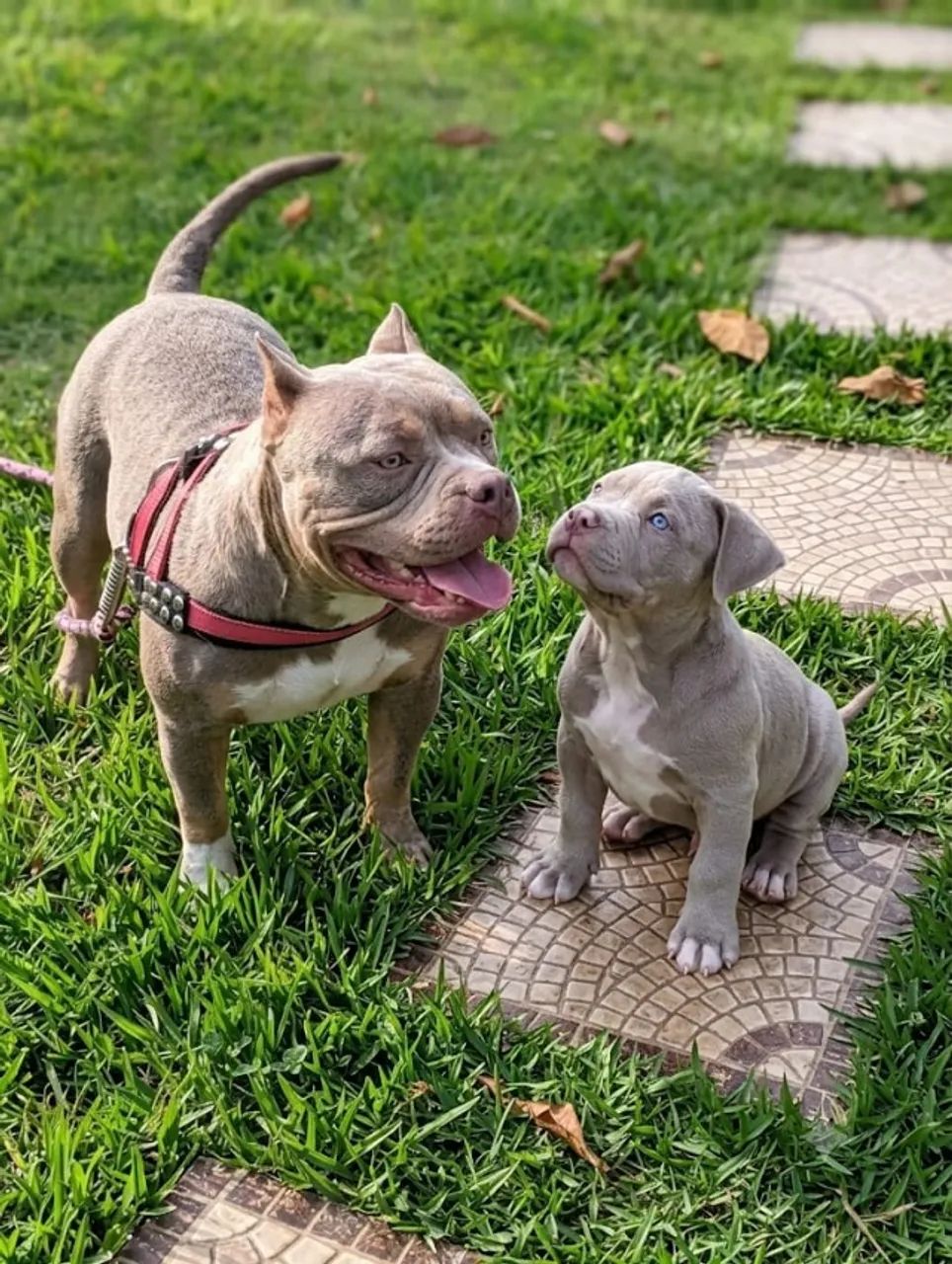 Filhote American Bully - 2 meses ? - Foto 3