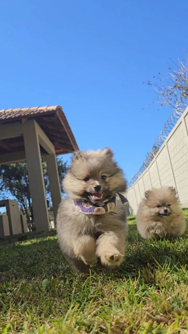 Lulus da pomerânia - Foto 6