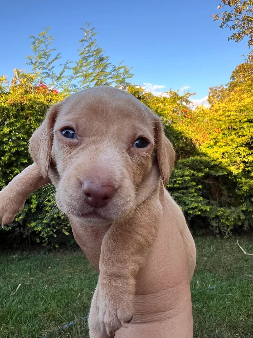 Dachshund