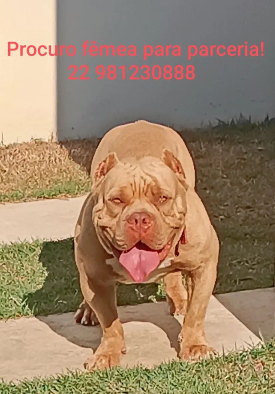 American Bully - Foto 5