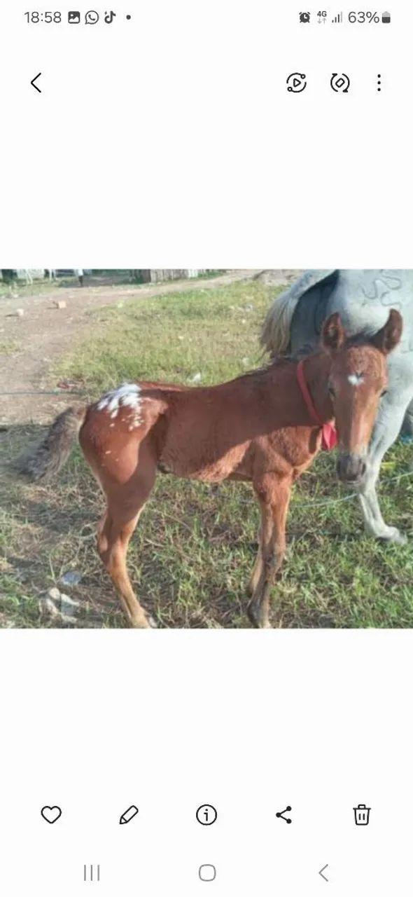 Cavalo apalusa  - Foto 3