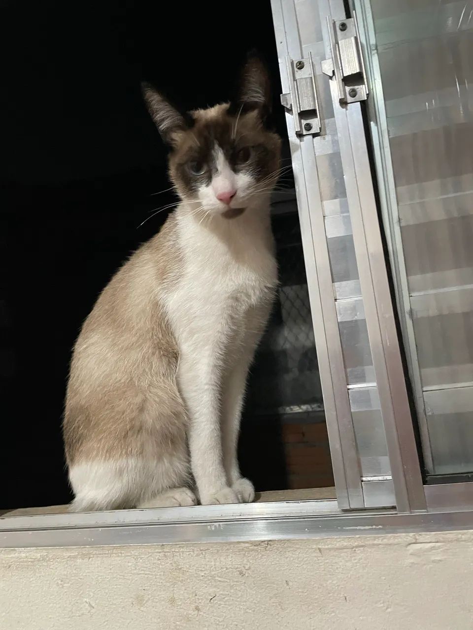 Gato - Foto 3