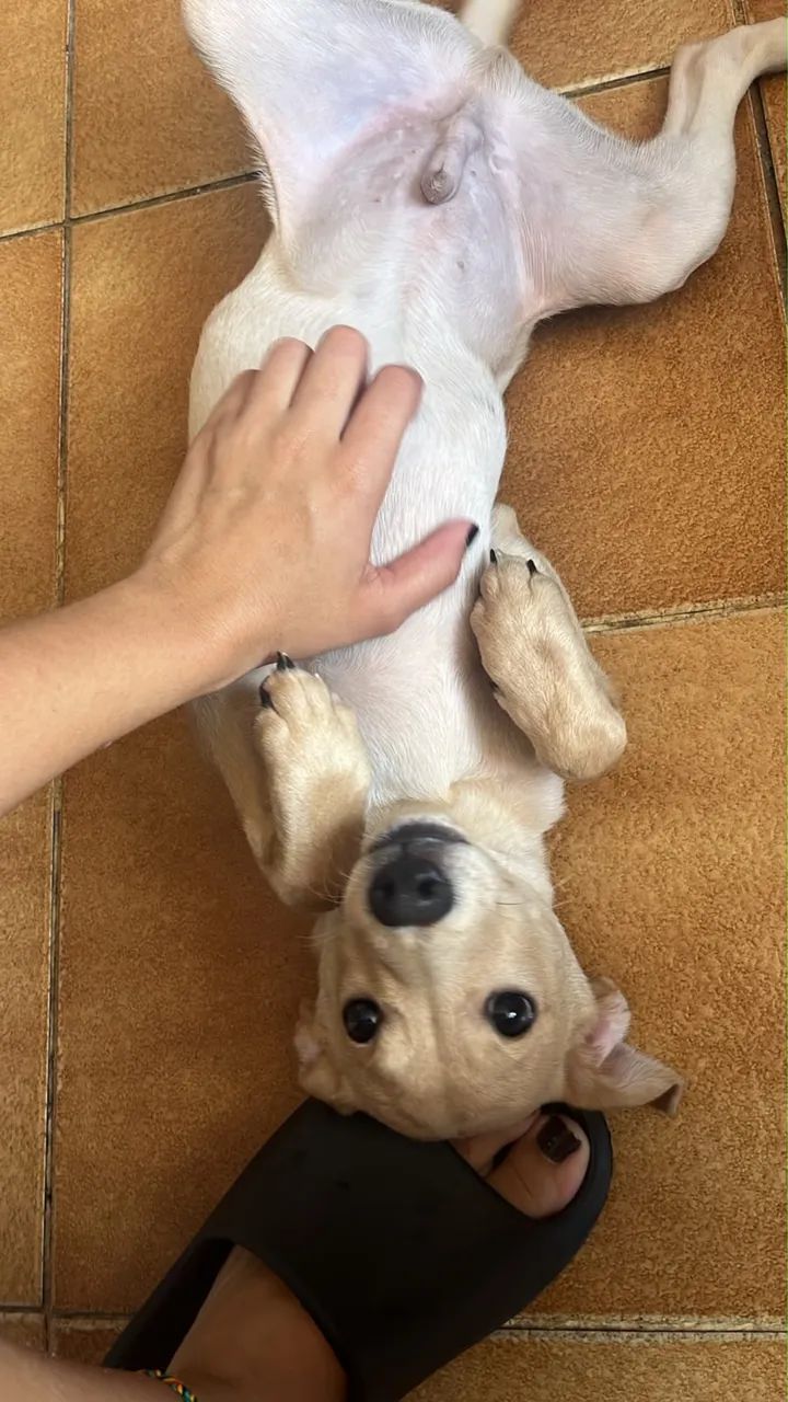 Doação  - Foto 3