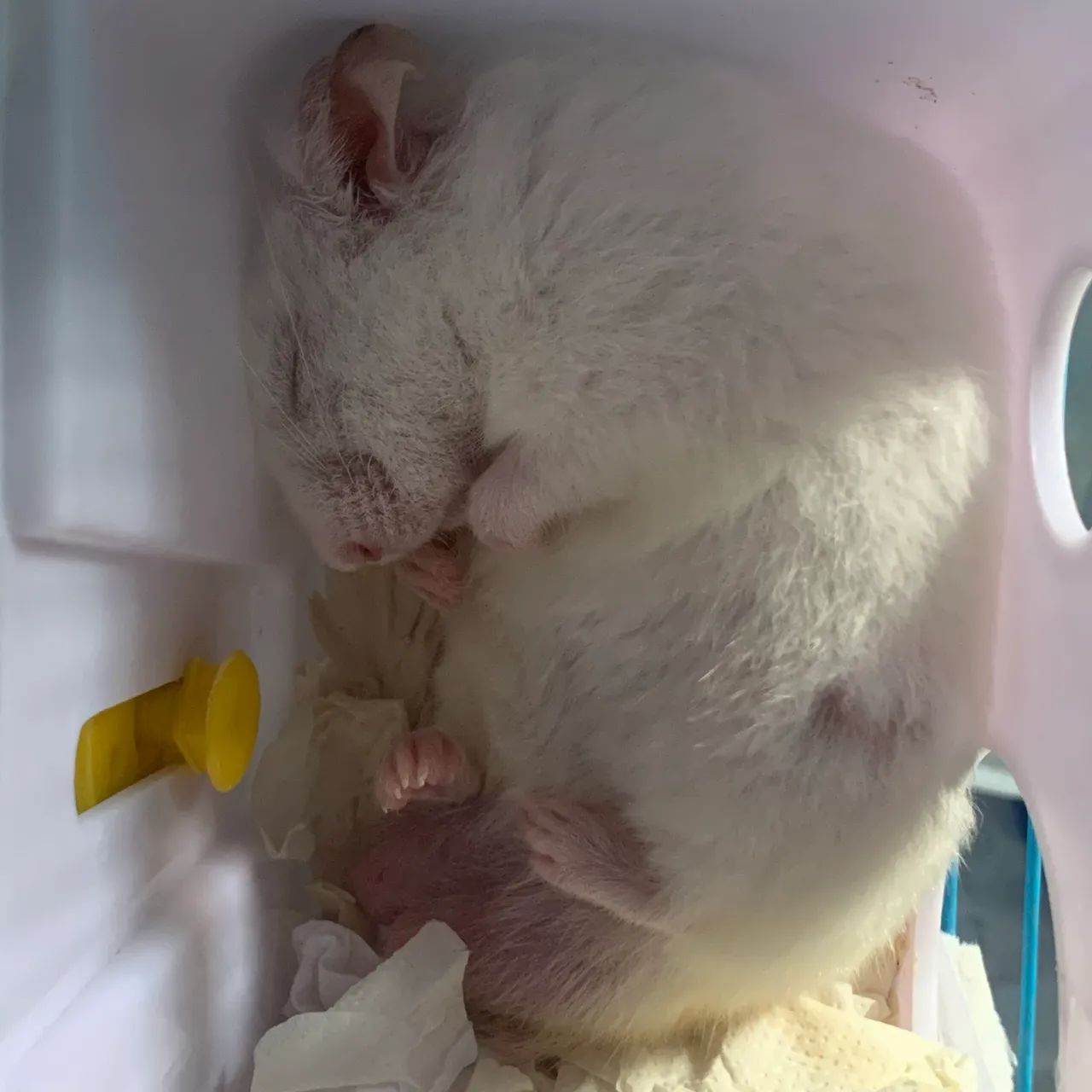 Hamster sírio 65578314924289124