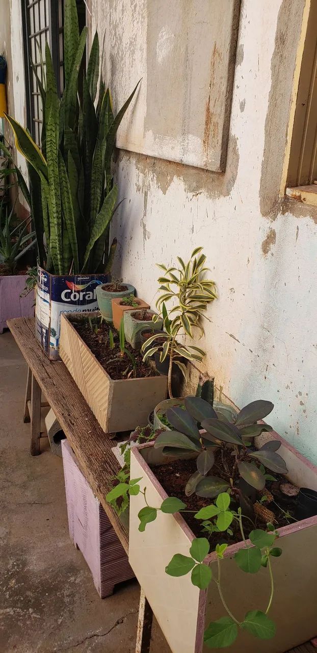 Planta variadas,  - Foto 4