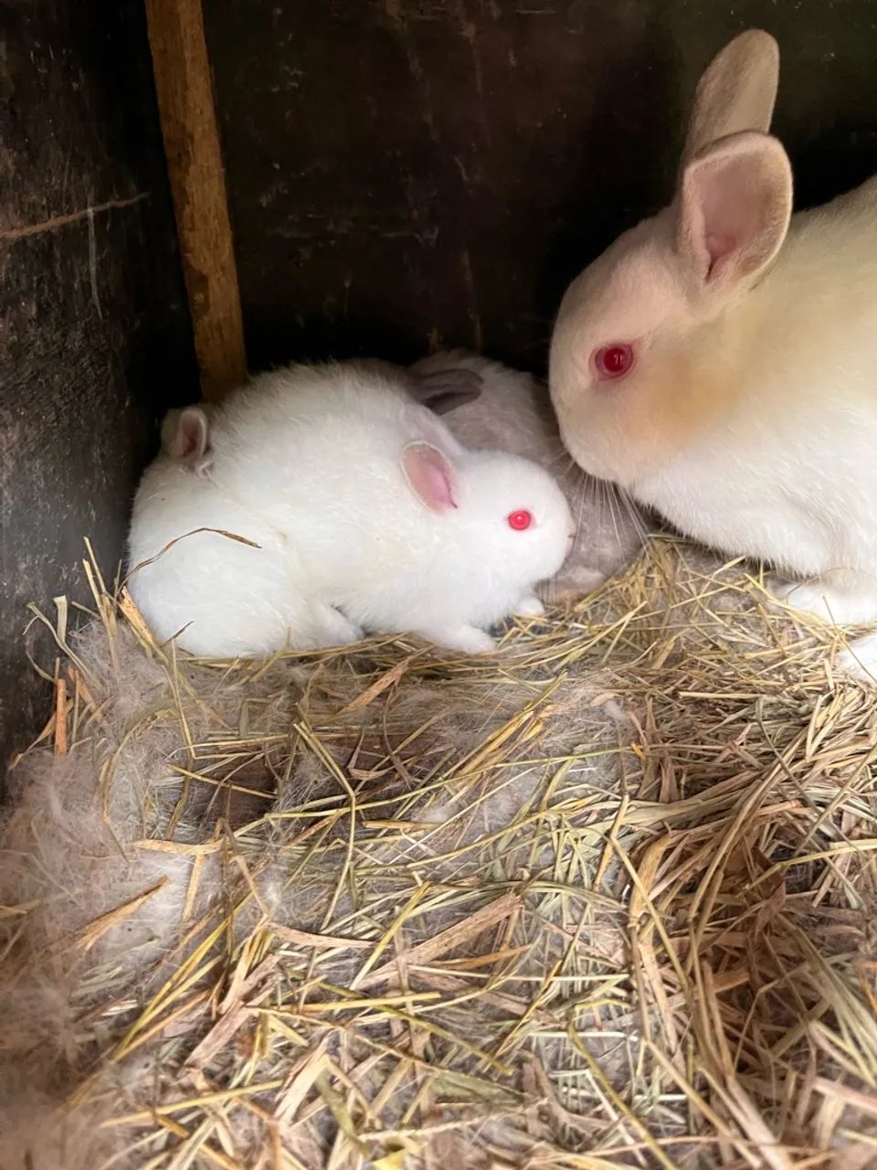 Coelhos Anao  - Foto 4