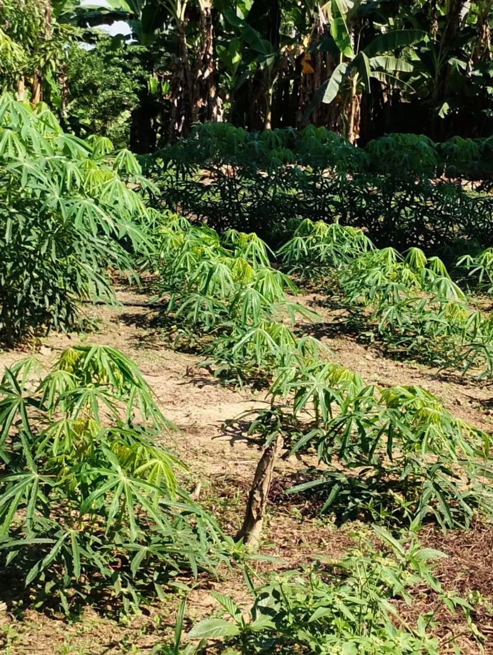 CHÁCARA PRODUTIVA A VENDA  - Foto 3