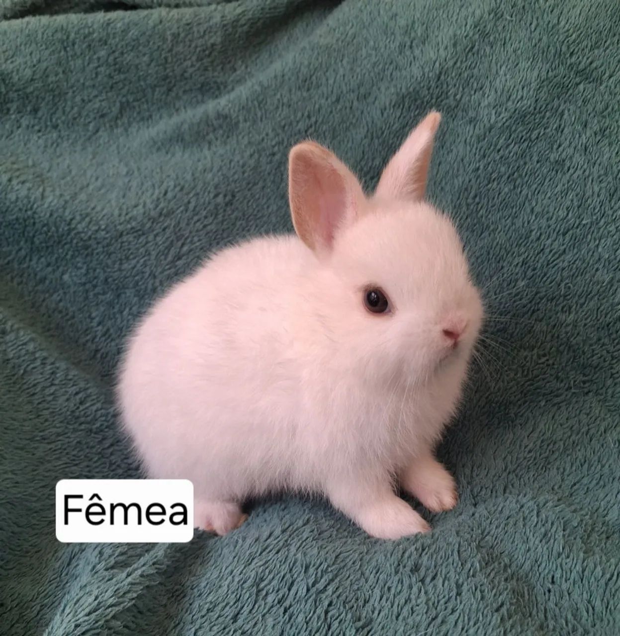 Mini coelho  - Foto 3