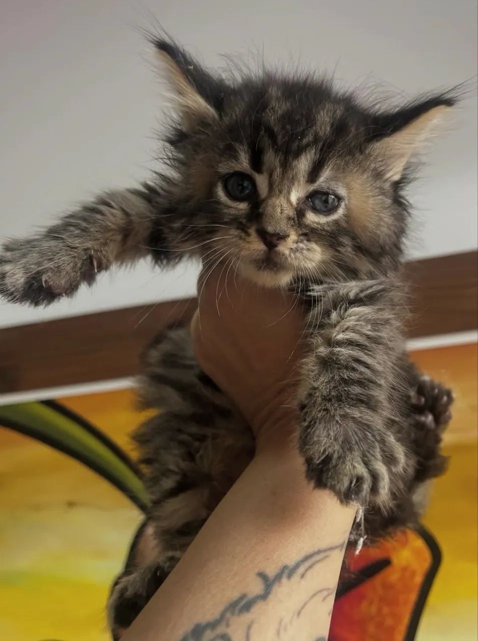 Filhotes de Maine coon - Foto 3