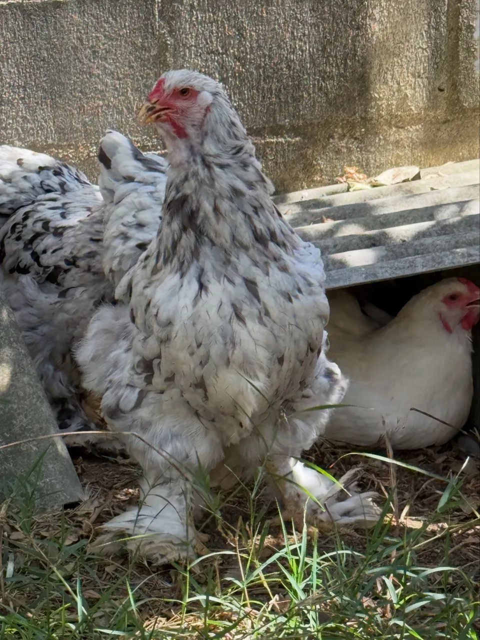 Brhama ovos 