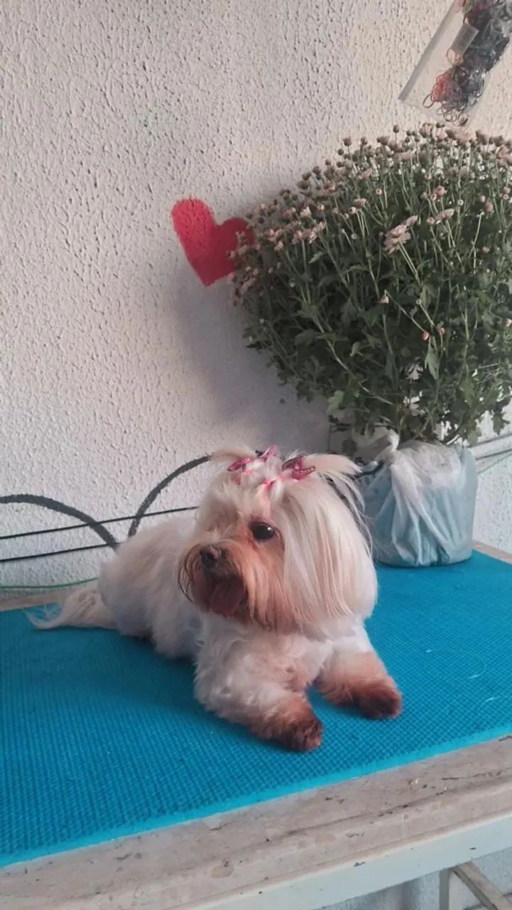 Banho e tosa/serviço a domicílio  - Foto 3