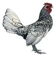 Sebright  - Foto 2