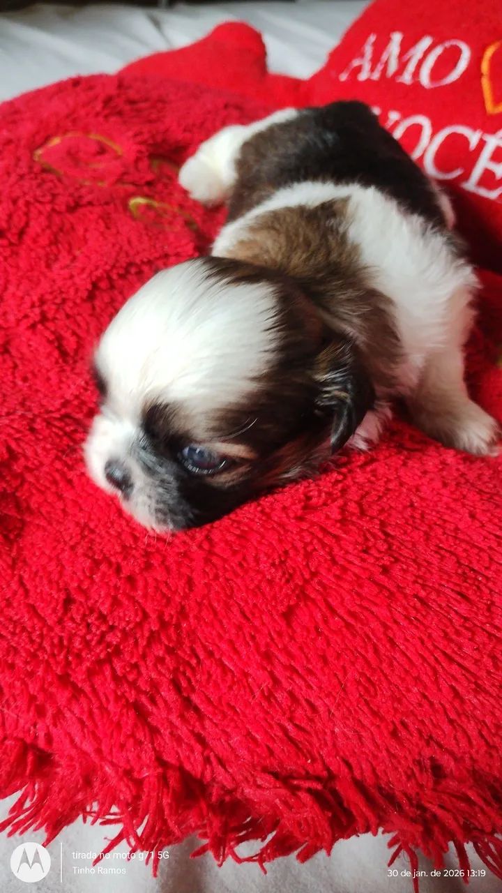 LINDOS FILHOTES DE SHITZU  - Foto 6