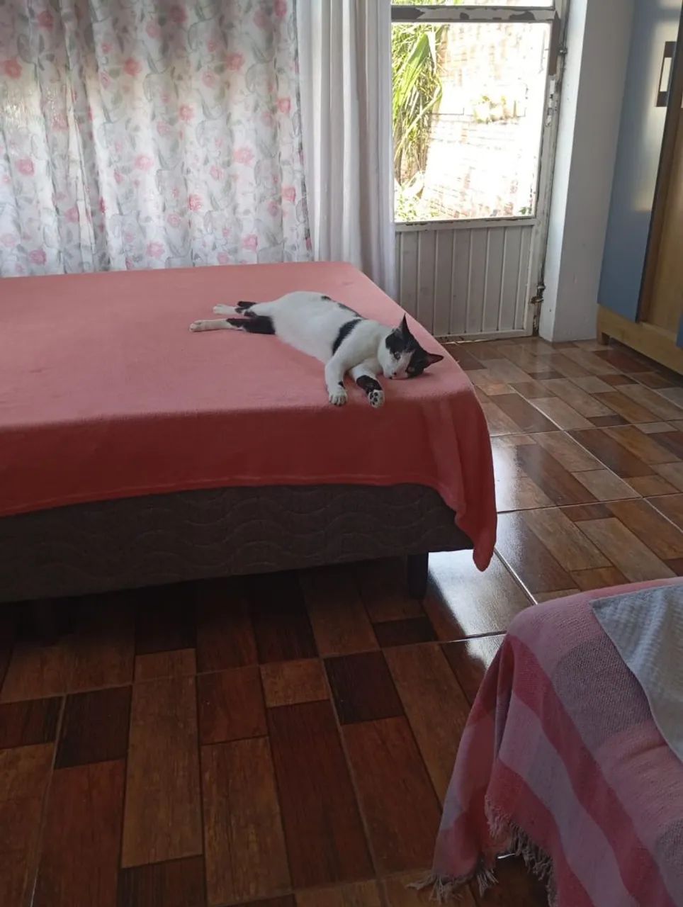 Doação Gato  - Foto 4