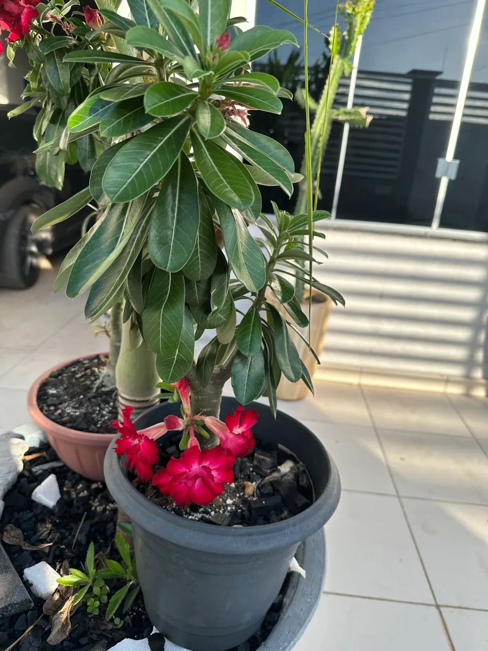 Venda Rosa do Deserto   - Foto 4