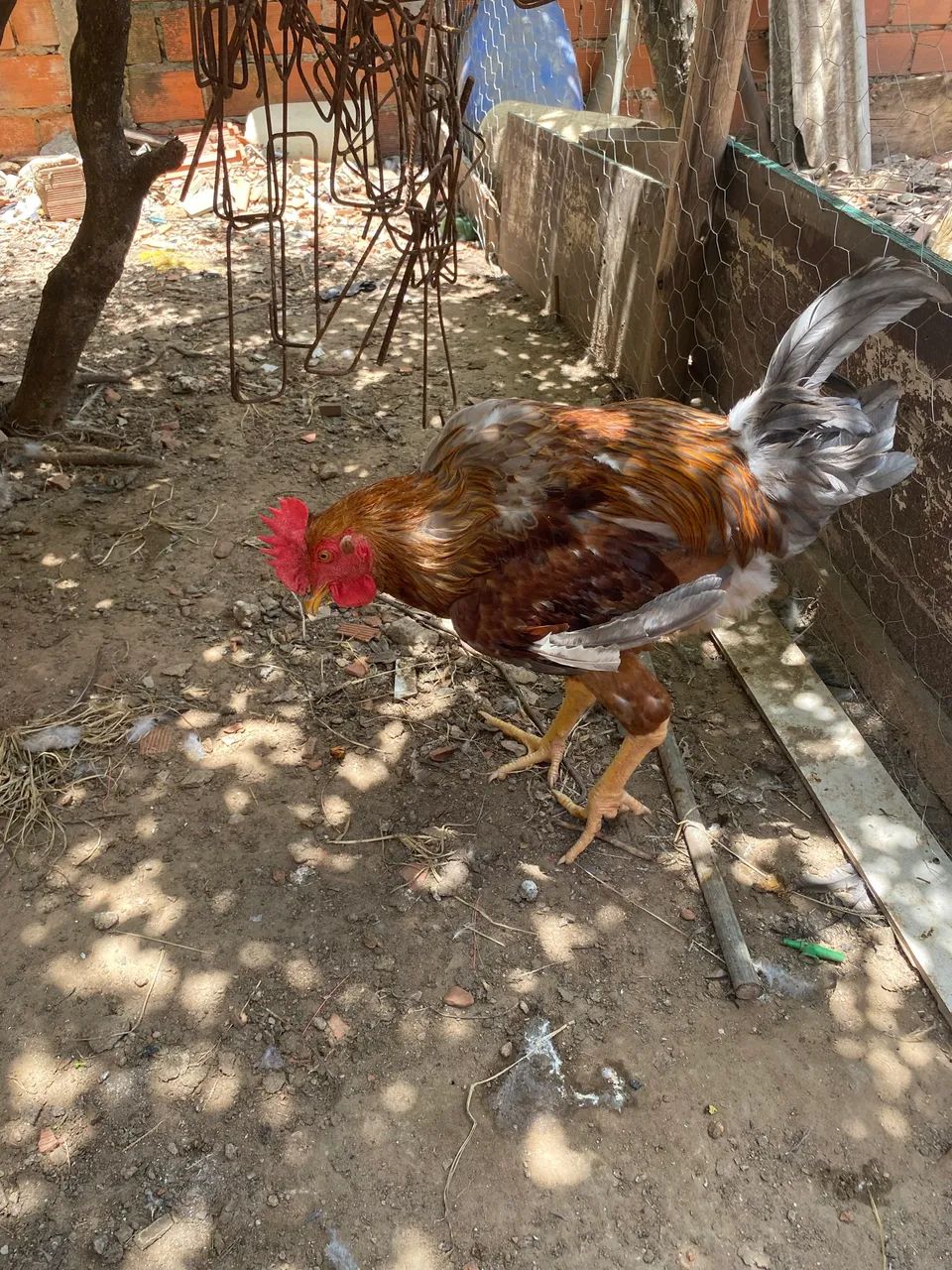 Vendo um frango barão gbs novo 