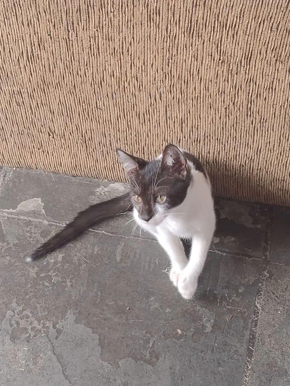 Gatinha frajolinha, pura fofura! Olha esse narizinho! - Foto 4