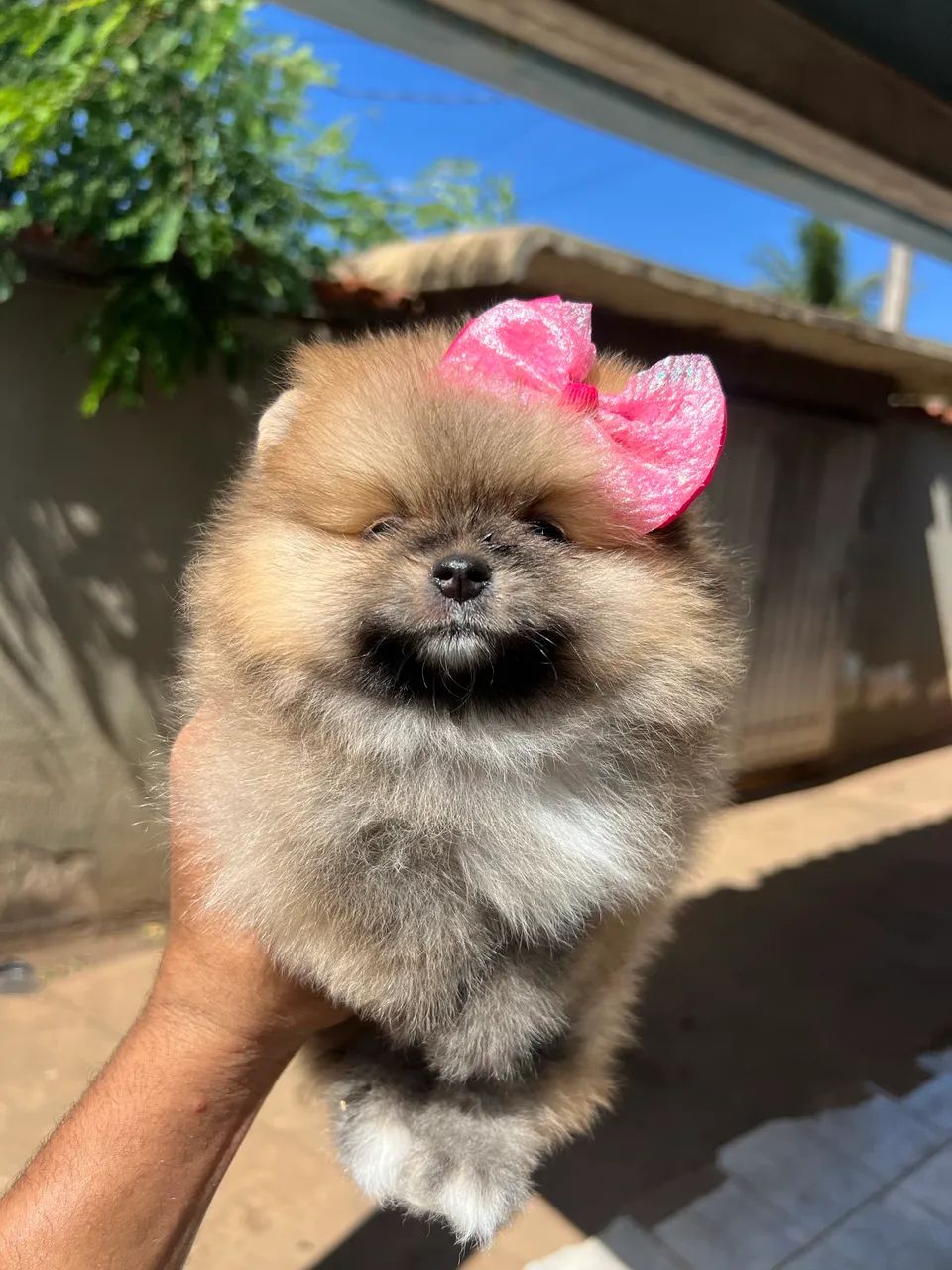 Fêmea Lulu da pomerania  - Foto 4