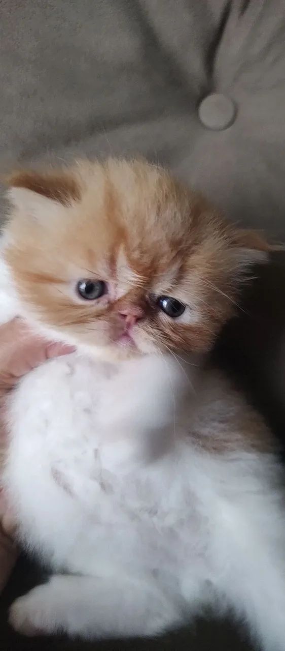 gato persa