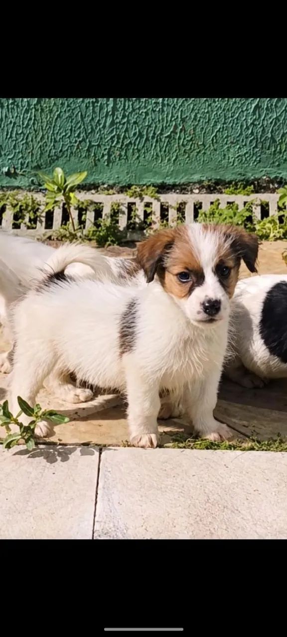 Jack Russell terrier com Pedigree porte pequeno  