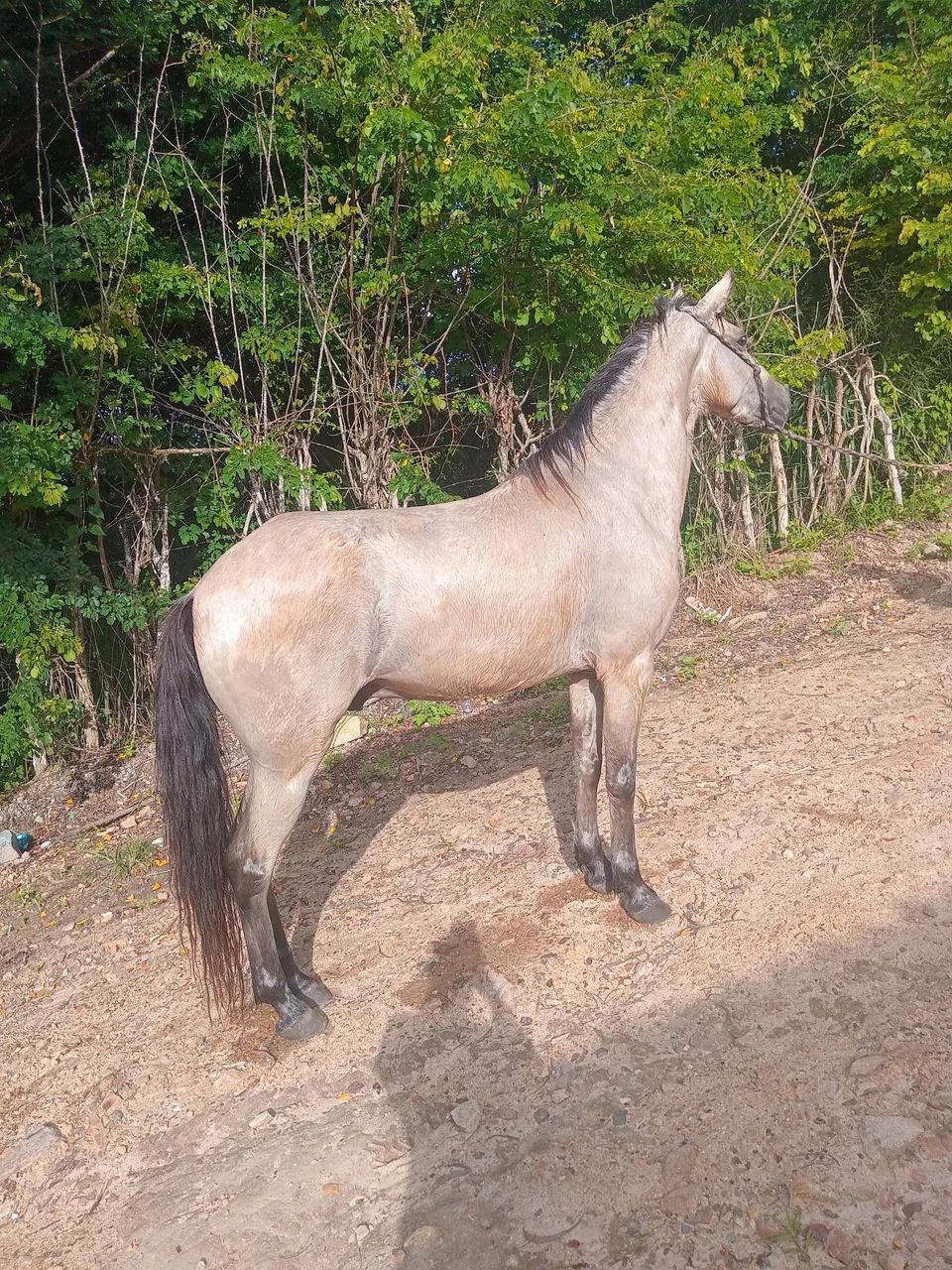 Vende-se e troca-se cavalo muito andador de baixa e alta   - Foto 5