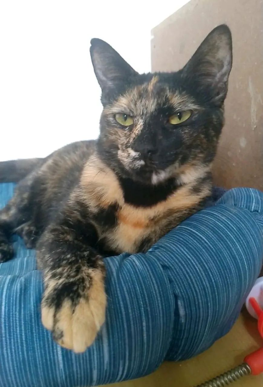 Gata Raquel para adoção  - Foto 4