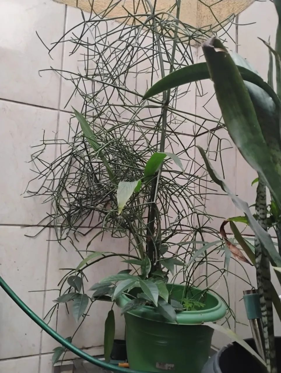 Vendo  Aveloz em vaso , já  com mais de 2 metros. Ou troco por frutíferas enxertadas.  - Foto 4