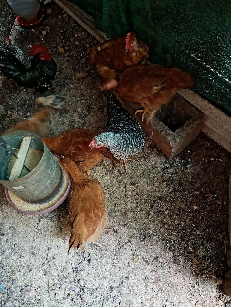 Frango seme caipira  - Foto 2