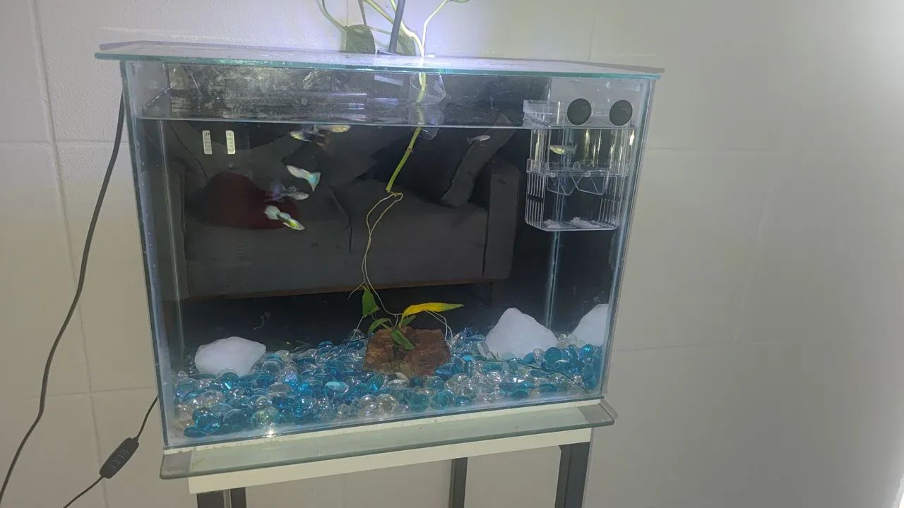 Aquário  - Foto 2