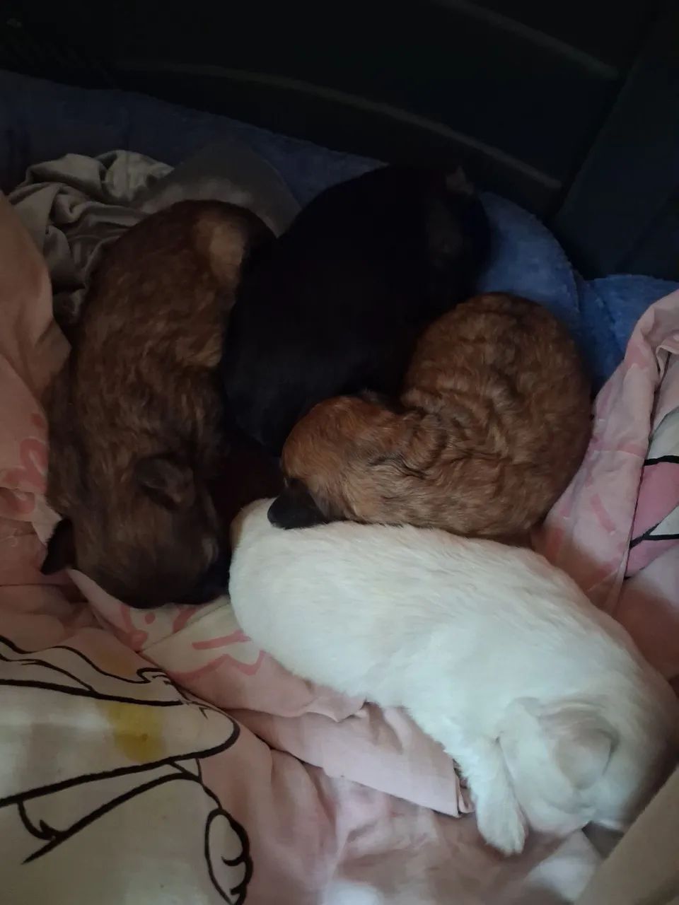 Cachorrinho  - Foto 2