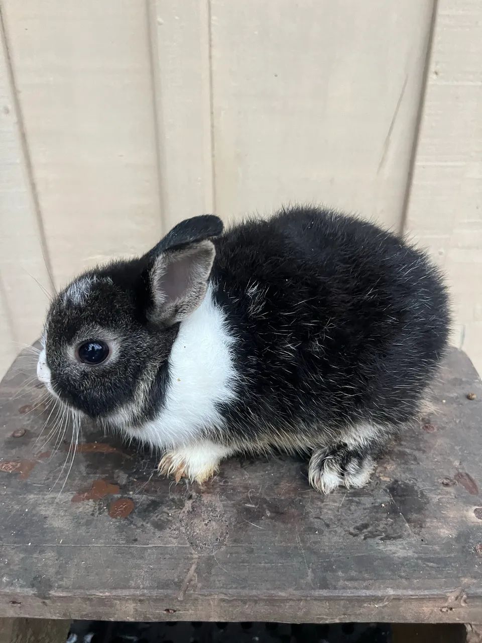 Mini Netherland - Bicolores 64962189234818123