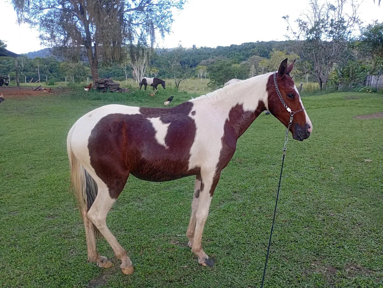 potra a venda  valor 3.500  - Foto 5