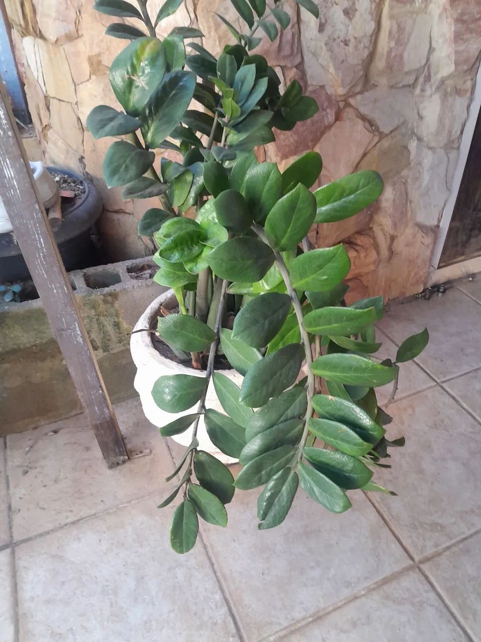 Vasos com plantas 