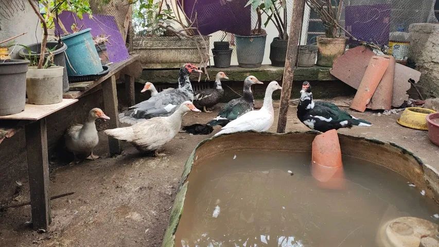 criação patos - Foto 4