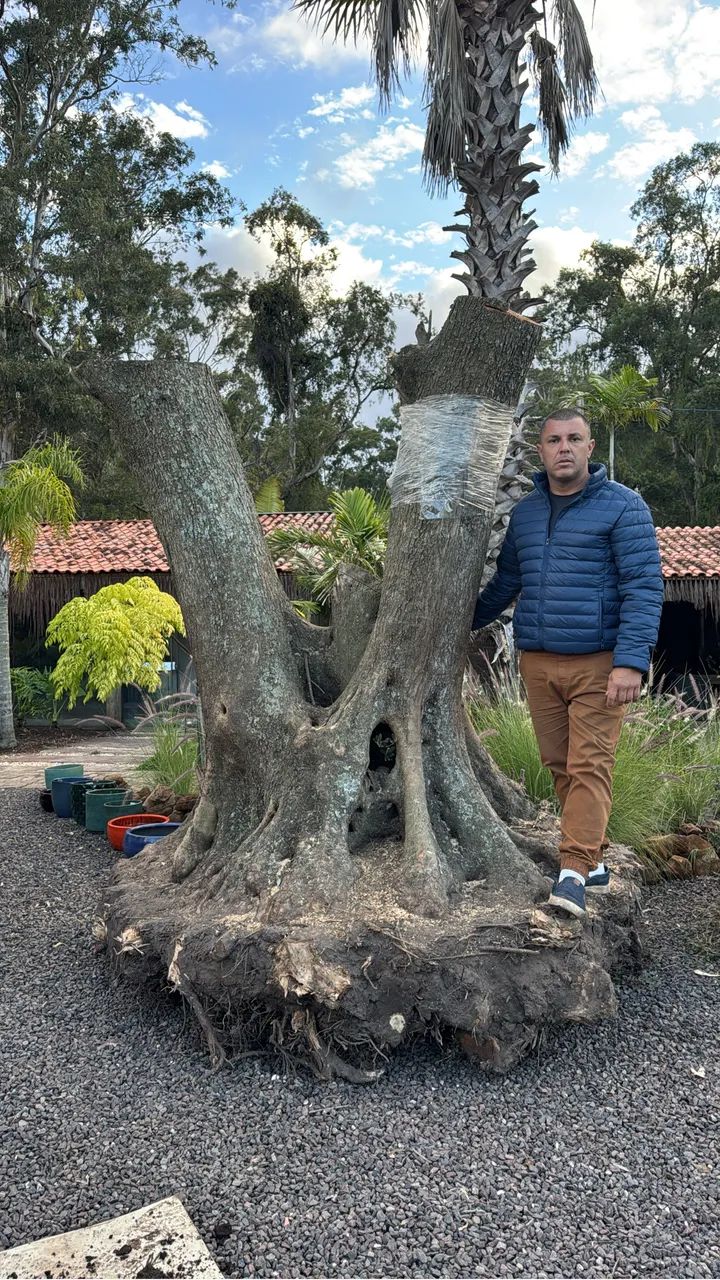 Oliveiras centenárias brotadas  - Foto 5
