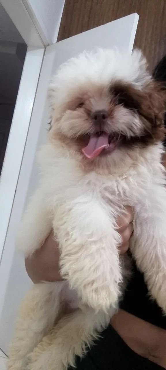 Cachorro shitzu 