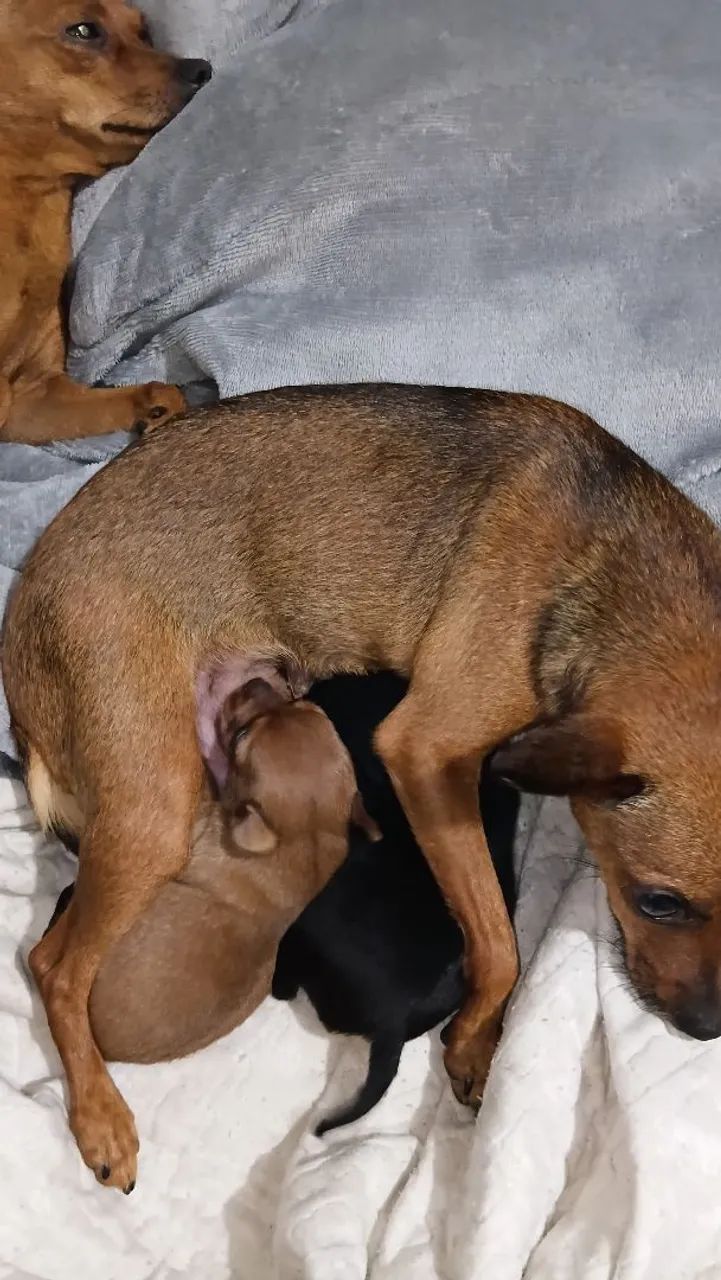 Pinscher machos 01 - Foto 5