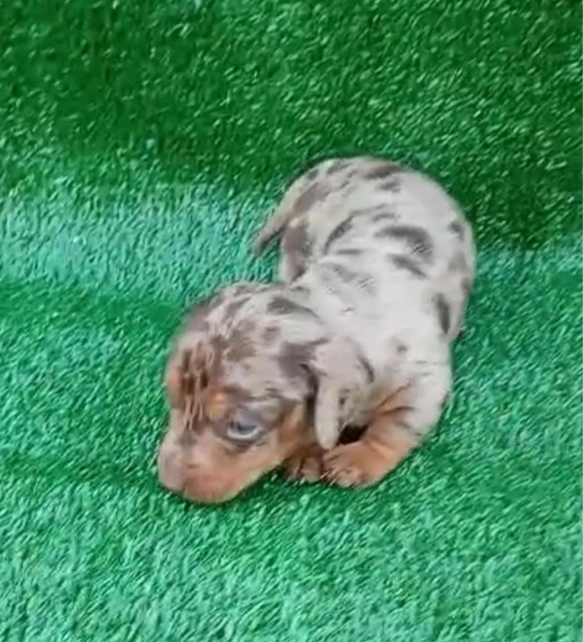Basset teckel puro 