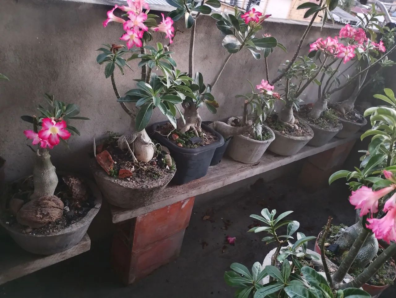 Planta 