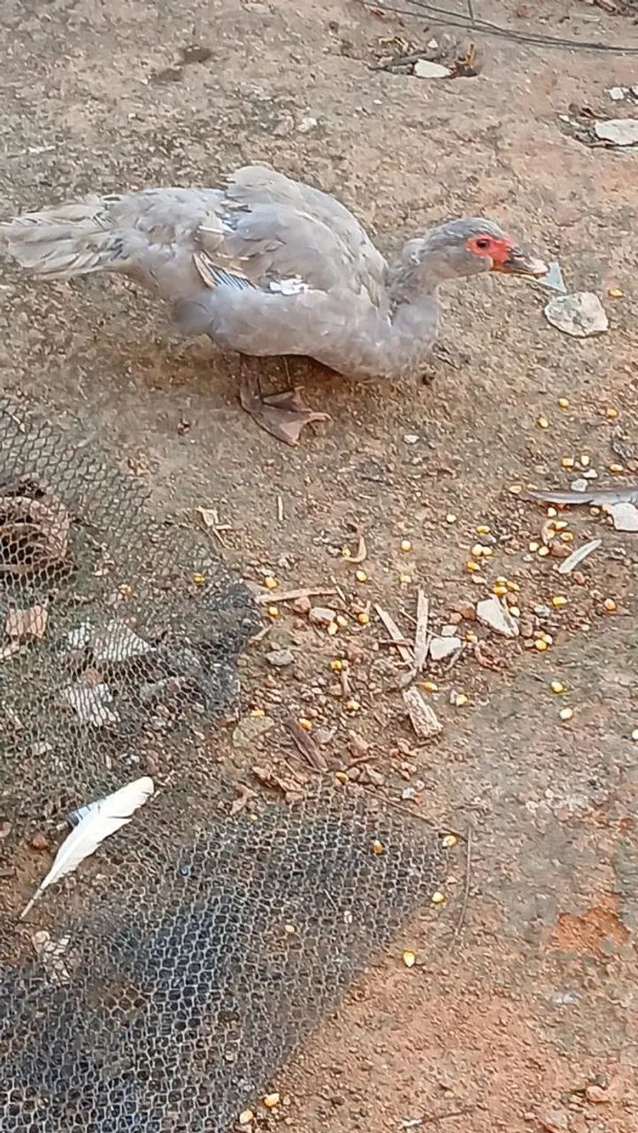 Aves a venda - Foto 4