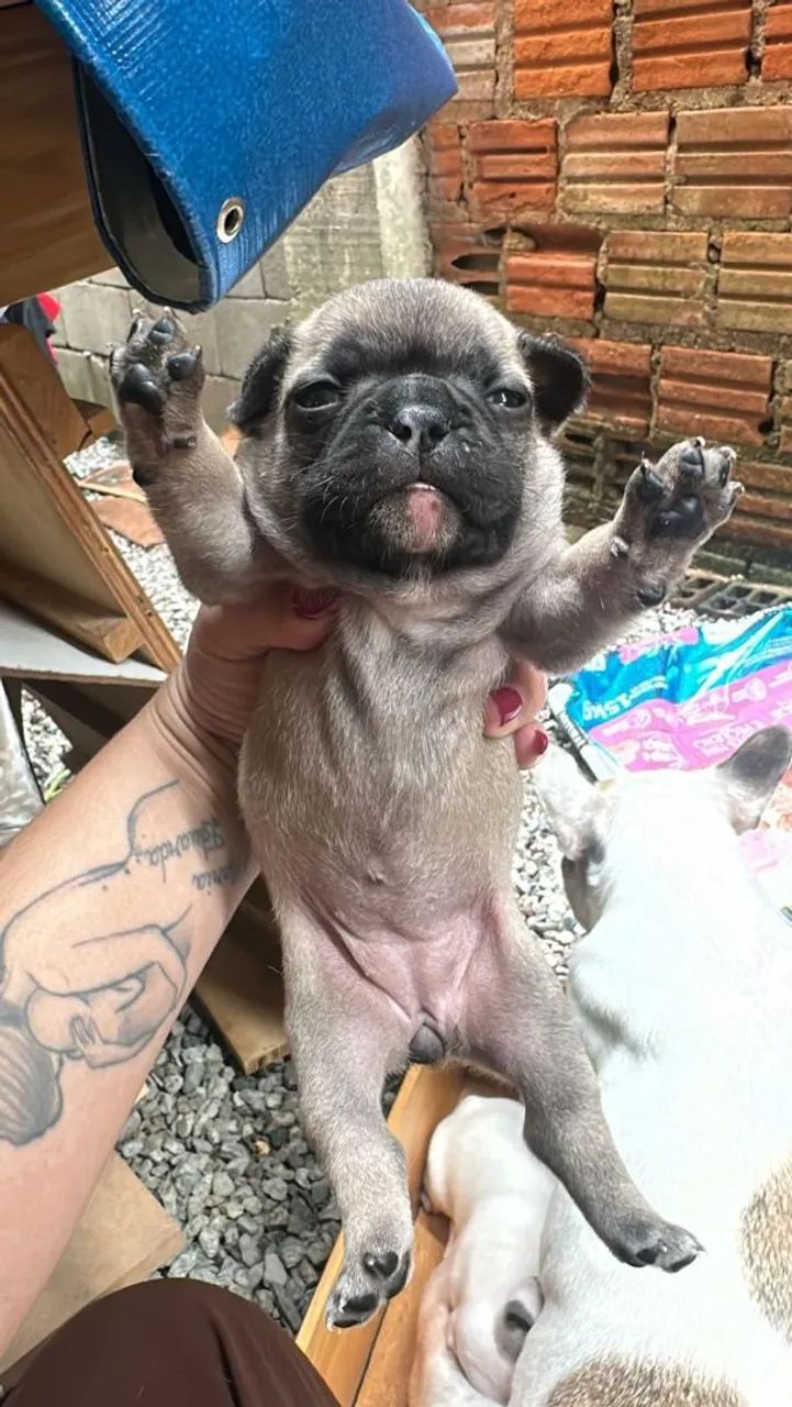 Vende-se filhotes de buldogue francês  - Foto 3