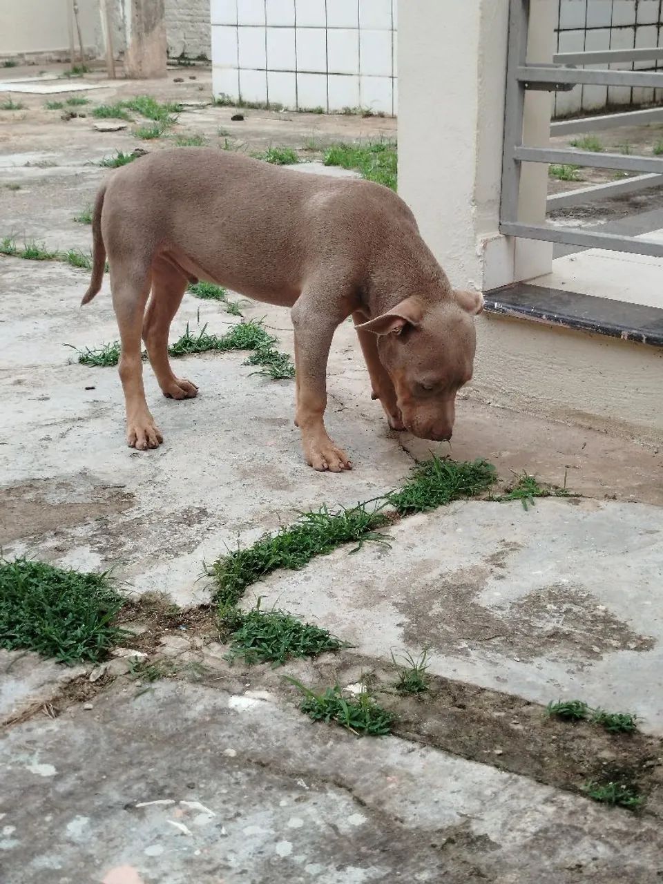 Oportunidade - Foto 2