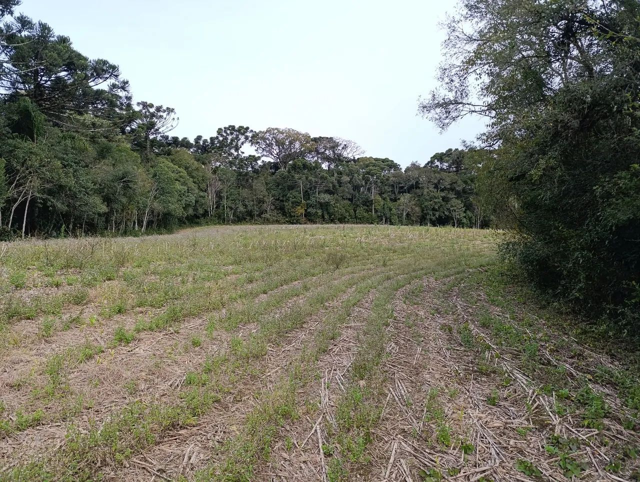 Chácara de 104.000m² divisa com Rio Negro