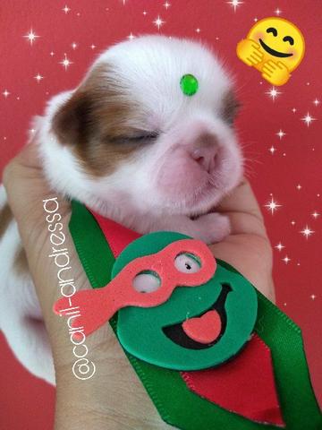 Filhotes de shih tzu