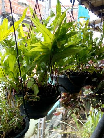 Plantas e flores - Foto 4